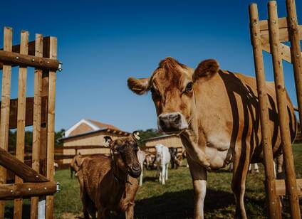 Den otevřených dveří na farmě Mlsná koza